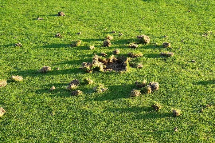 Winterschäden auf Grüns rechtzeitig ausbessern