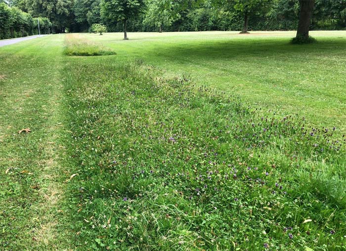 Vielfältige Nutzung des Rasens im Öffentlichen Grün.