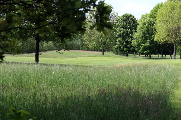 Die meisten Gräser kommen im Juni zur vollen Blüte, wenn sie nicht gemäht werden.
