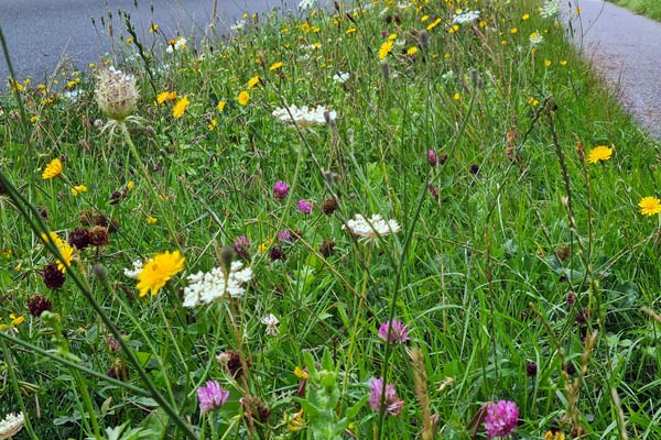 Straßenbegleitgrün kann vielfältig sein