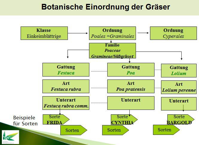 Botanische Einordnung der Gräser