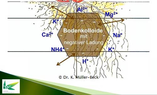 Schematische Darstellung des Prinzips eines Ton- Humuskomplexes