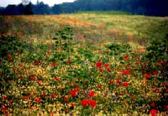 verschiedener Aussaatstärken