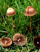 Panaeolina foenisecii 