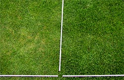 Winteraspekt von Rasen bei Verwendung von Fe-Düngung