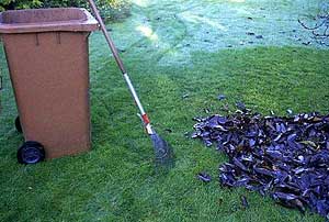 Beseitigung der letzten Blätter zur Wintervorbereitung