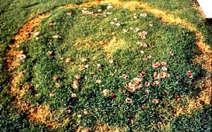 Im Infektionsring stirbt der Rasen ab.