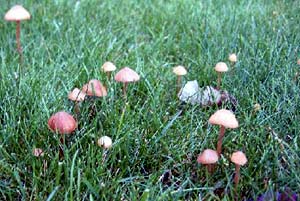 Diffus verteilte Hutpilze auf dem Rasen 