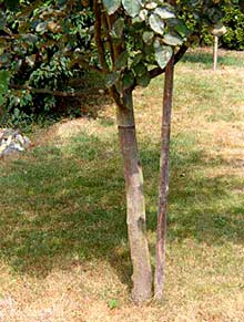 Wasserkonkurrenz unter Bäumen