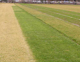 Rasenversuche zur Spätherbstdüngung