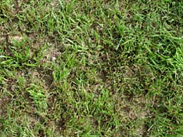 Lückige Rasenflächen