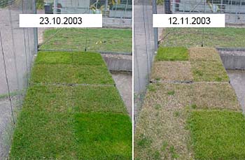 Dormanzverhaltens verschiedener C4-Gräser