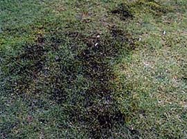 Moosbekämpfung mit Spezialprodukten