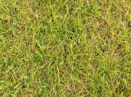 Lockere Rasennarbe eines ungedüngten Rasens