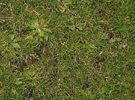 Ungedüngter Rasen mit lückiger Narbe und starker Verunkrautung