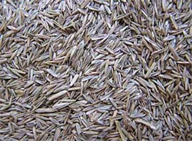 Gute Saatgutmischungen für den Hausrasen