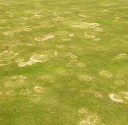 Schneeschimmel-Befall