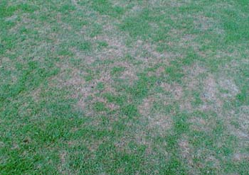 Leptosphaerulina Leaf Blight