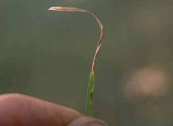 Gray leaf spot