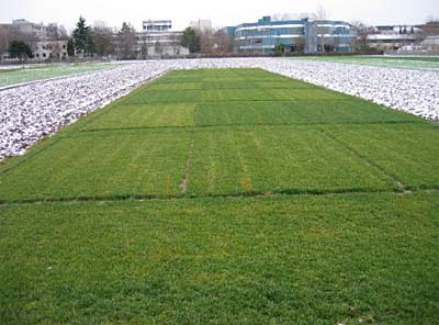 Gräserarten und Anzahl der geprüften Sorten