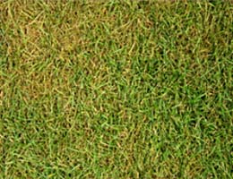 Poa pratensis Sorten