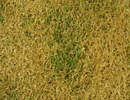 Poa pratensis Sorten