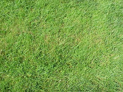 Fremdgräsern Poa annua und Poa trivialis