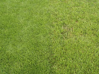 Narbendichte und Blatttextur