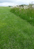 Artenreicher Landschaftsrasen im Kontrast zum Kurzschnittrasen