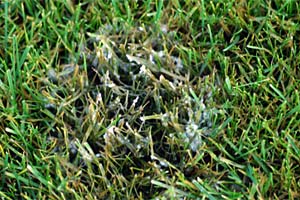 Schneeschimmelbefall im feuchten Herbstrasen.