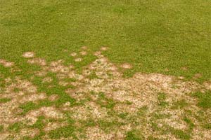 Wirkung einer gezielten kalibetonten Herbstdüngung