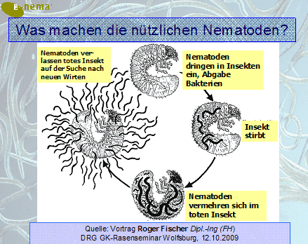 Was machen die nützlichen Nematoden?