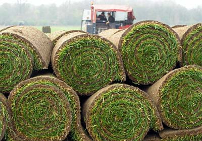 Die Verwendung von Rollrasen