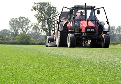 Die Verwendung von Rollrasen