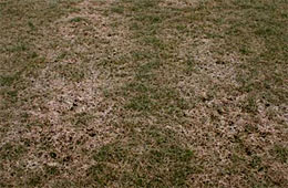 Starker Schneeschimmelbefall