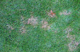 Auftreten der Rotspitzigkeit