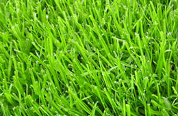 Junge, Lolium dominante Rasennarbe