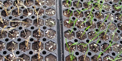 Aktuelle Forschung zur Winterhärte bei Lolium perenne