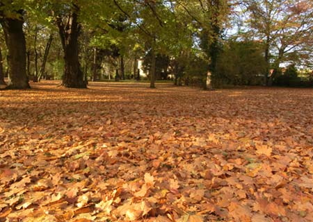 Rasengräser ersticken unter der Laublast. 