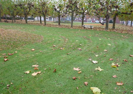 Rasengräser ersticken unter der Laublast. 