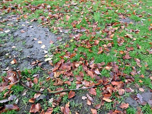 Kahlstellen nach Maulwurfaktivitäten, Laub und Äste.