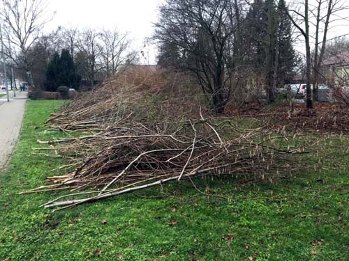 Material nach dem  Auslichten von Strauchgruppen auf Gebrauchsrasenflächen.