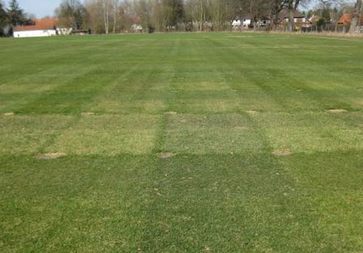 Gräserarten unterscheiden sich deutlich im Winteraspekt