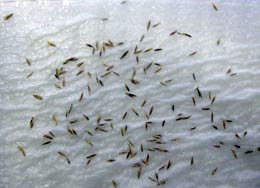 Keimprobe bei Rotschwingelsaatgut (100 Korn),