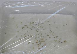 Abdeckung der Probe mit Folie.