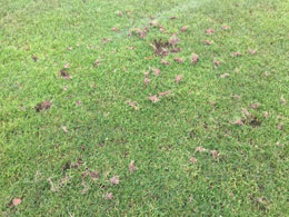 Sekundärschaden auf der Rasenfläche durch Rabenvögel.