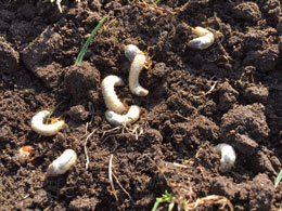 Besatz mit Haarmückenlarven in der RTS.