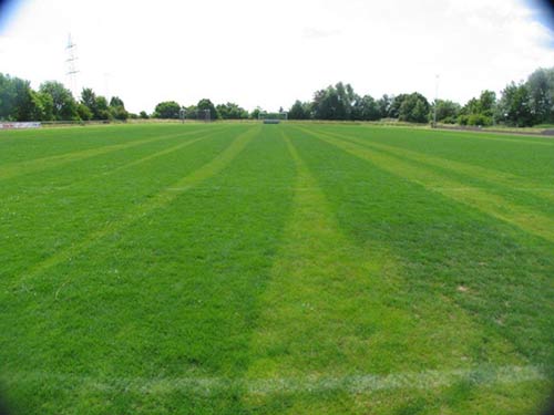 Stickstoff fördert das Blattgrün, helle Streifen ungedüngt.
