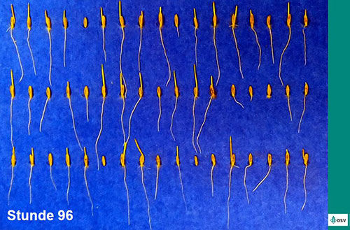 Keimung von Lolium perenne, nach 48 Stunden Bildung der ersten Primärwurzeln