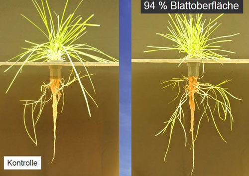 Untersuchungen im Rhizotron zur Wurzel- und Sprossentwicklung bei Poa pratensis in Abhängigkeit von der Konzentration der Nährlösung.